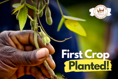 First Crop Planted