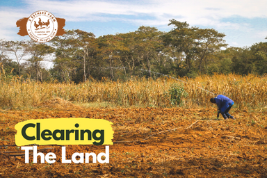 Clearing The Land