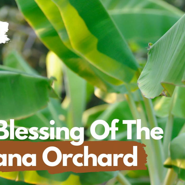 The Blessing of the Banana Orchard