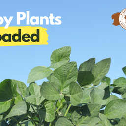 Soy Plants Loaded