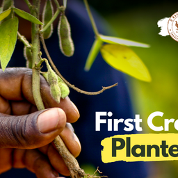 First Crop Planted