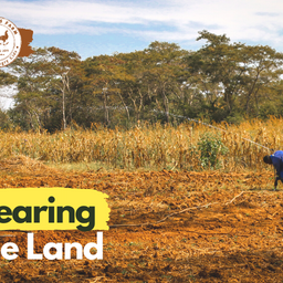 Clearing The Land