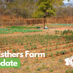3 Esthers Farms Update