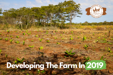 Developing the Farm in 2019 — sewpowerful